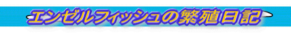 �G���[���t�B�b�V���̔ɐB���L